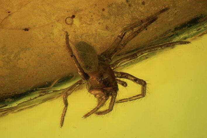 Detailed Fossil Spider (Aranea) In Baltic Amber #87196
